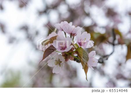 満開に咲く北海道の桜 65514046