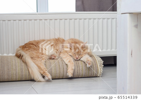 Red cat sleeps on rolled-up roll mat near radiator Red cat sleeps on rolled-up roll mat near radiator 65514339
