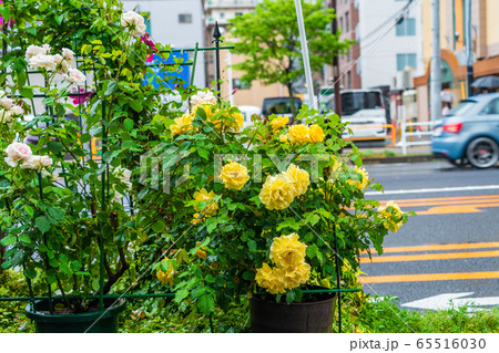 雨の歩道スナップ　５月の薔薇 65516030