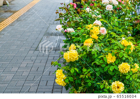雨の歩道スナップ　５月の薔薇 65516034