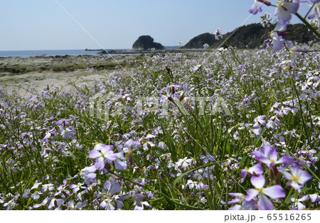 春の海辺 65516265