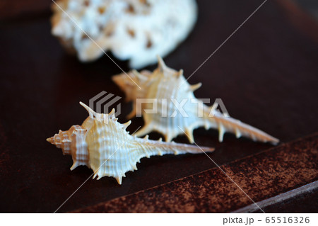 海で拾った夏の思い出 海で拾った夏の思い出 65516326