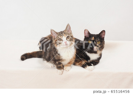 寄り添う2匹の猫 65516456