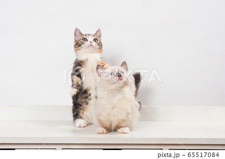 2匹の仔猫 2匹の仔猫 65517084