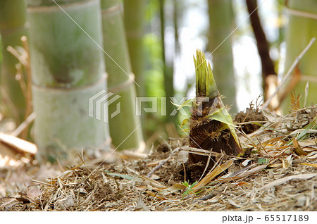 タケノコ　筍 65517189