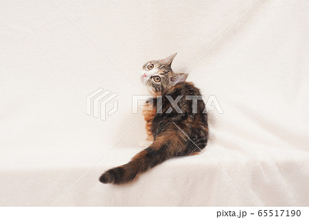 振り向いた子猫 振り向いた子猫 65517190