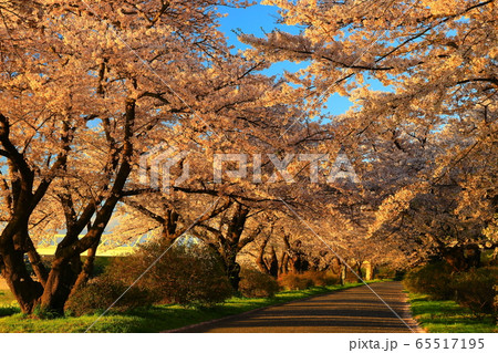 夕焼けの桜並木 65517195