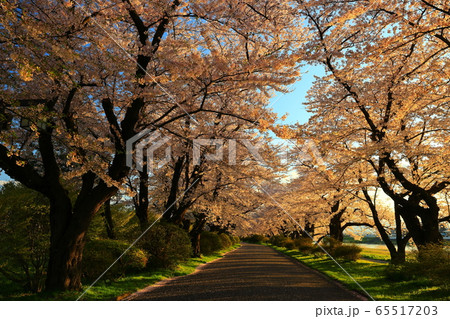 夕焼けの桜並木 夕焼けの桜並木 65517203