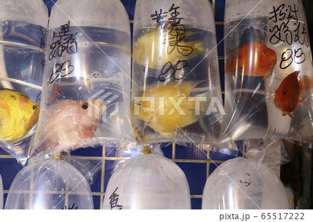 香港・通菜街（金魚街）で、ビニール袋に入れられて売られる熱帯魚 65517222