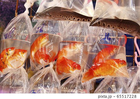 香港 通菜街 金魚街 で ビニール袋に酸素とともに入れられて売られる金魚 上はナマズ の写真素材