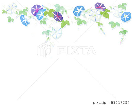 あさがお 65517234