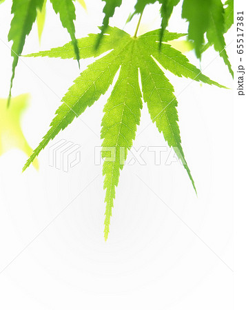 新緑のカエデの葉 65517381