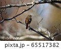 ジョウビタキ 65517382