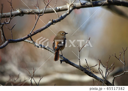 ジョウビタキ 65517382
