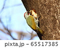 アオゲラ 65517385