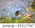 カワセミ 65517387