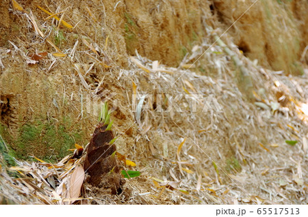 タケノコ　筍 65517513