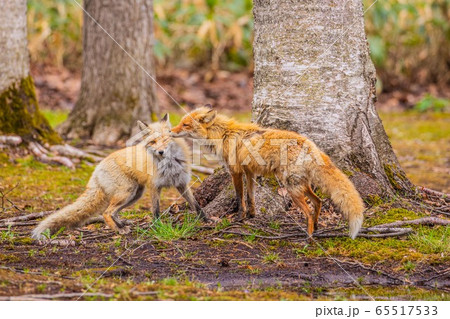 5月　春の美瑛　キタキツネ 65517533