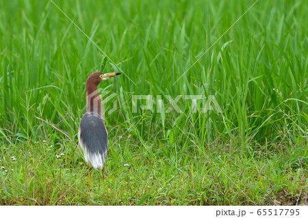 アカガシラサギ 1羽 赤頭鷺 Chinese Pond Heron 夏羽の写真素材