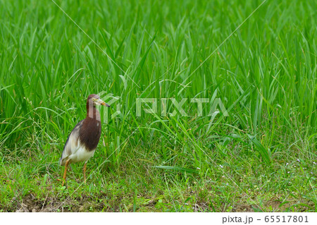 アカガシラサギ　1羽　赤頭鷺　Chinese pond heron　夏羽 65517801