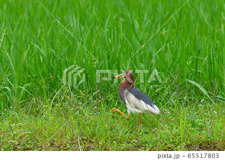 アカガシラサギ　1羽　赤頭鷺　Chinese pond heron　夏羽 65517803