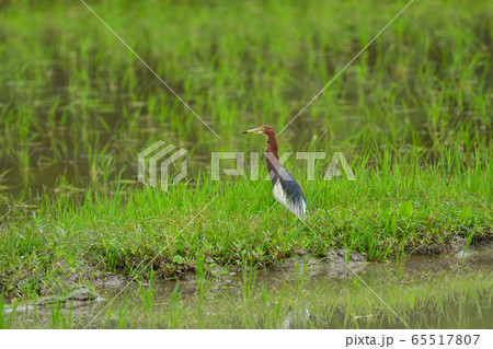 アカガシラサギ 1羽 赤頭鷺 Chinese pond heron 夏羽 アカガシラサギ 1羽 赤頭鷺 Chinese pond heron 夏羽 65517807