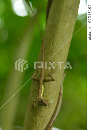 サキシマキノボリトカゲ　Ryukyu japalure　Okinawa tree lizard　 65518106