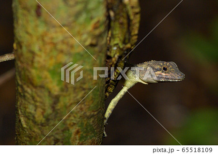 サキシマキノボリトカゲ Ryukyu japalure Okinawa tree lizard サキシマキノボリトカゲ Ryukyu japalure Okinawa tree lizard 65518109