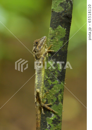 サキシマキノボリトカゲ Ryukyu japalure Okinawa tree lizard サキシマキノボリトカゲ Ryukyu japalure Okinawa tree lizard 65518110