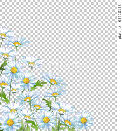 Shaster daisy watercolor 65518158