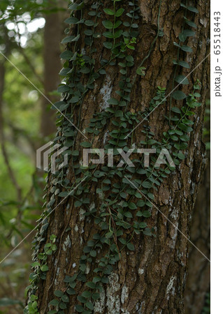 シラタマカズラ Psychotria serpens L. アカネ科 イワズタイ シラタマカズラ Psychotria serpens L. アカネ科 イワズタイ 65518443
