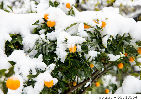 雪花 65518564