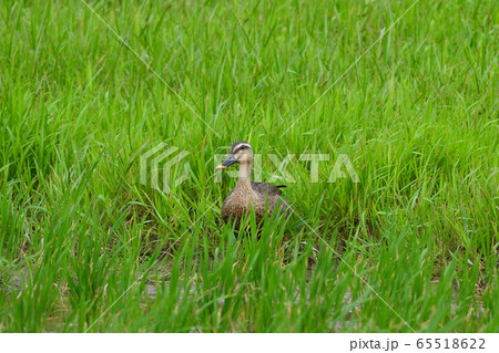 アイガモ　合鴨　食用　1羽　一羽　Domestic Duck　合鴨農法　無農薬　減農薬 65518622