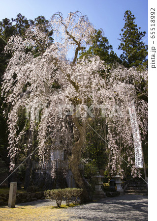【山梨県】身延山久遠寺　日蓮聖人御草庵跡のシダレザクラ 65518992