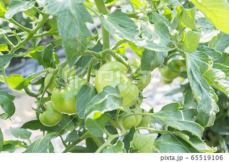 色づき前のトマト 65519106