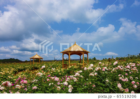 バラの花　初夏の花 65519206