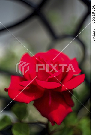 真紅のばら 65519256
