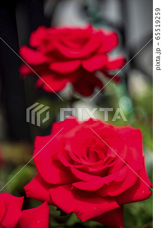 真紅のばら 65519259