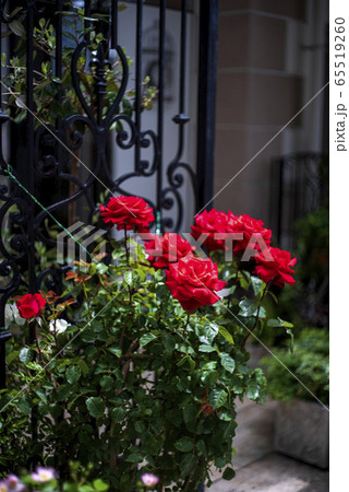 真紅のばら 65519260