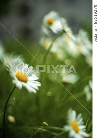 道端のマーガレット 道端のマーガレット 65519270