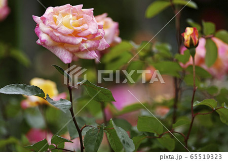 ピンクのバラ ピンクのバラ 65519323