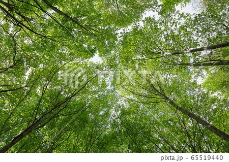 若葉のブナの森の樹冠－癒しの森　福島県只見町 65519440