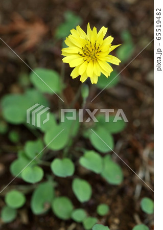 自然　植物　ジシバリ、別名『イワニガナ』。優しい外観に似合わず茎を地面に伸ばして大きな群落を作ります 65519482