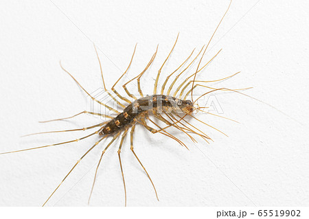 ゲジゲジ ゲジゲジ 65519902