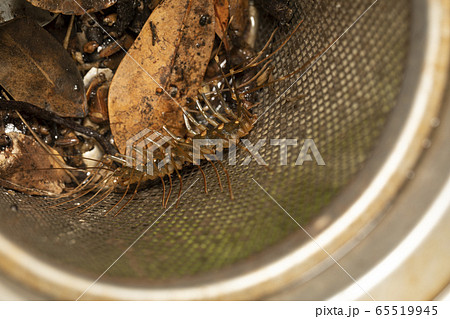 ゲジゲジ ゲジゲジ 65519945