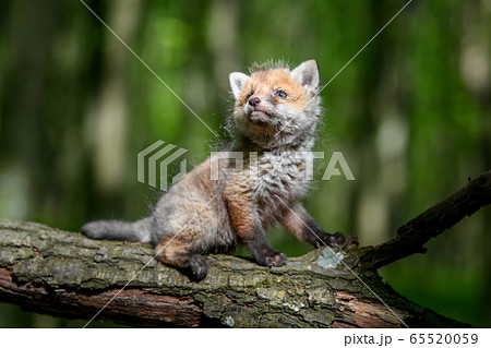 Red fox, vulpes vulpes, small young cub in forest 65520059