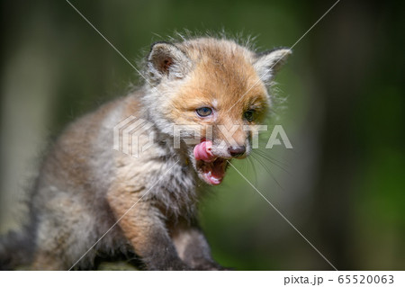 Red fox, vulpes vulpes, small young cub in forest 65520063