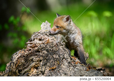 Red fox, vulpes vulpes, small young cub on stump 65520064