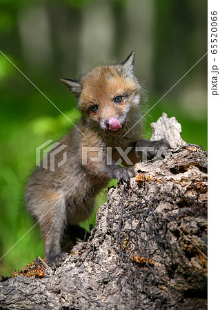 Red fox, vulpes vulpes, small young cub on stump Red fox, vulpes vulpes, small young cub on stump 65520066