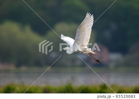 White heron, Great Egret, fly on the lake White heron, Great Egret, fly on the lake 65520083